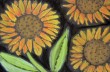 sunflowersdcg2 sunflowersdcg2