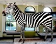 zebra-photo zebra