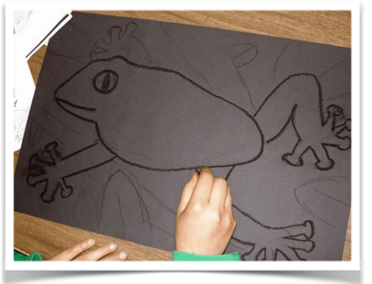 Rainforest Habitat Facts And Photos