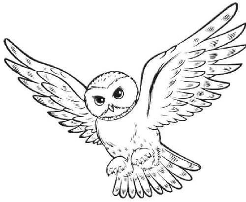 8+ Snowy Owl Drawing - SyrettaHaaris